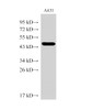 Western Blot analysis of A431 using SERPINB2 Polyclonal Antibody at dilution of 1:1000