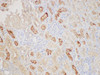 Immunohistochemistry of paraffin-embedded Rat kidney using ANGPT2 Polycloanl Antibody at dilution of 1:200