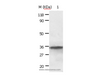 Western Blot analysis of HepG2 cell using ANXA2 Polyclonal Antibody at dilution of 1:640