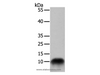 Western Blot analysis of 293T cell using COX7B Polyclonal Antibody at dilution of 1:700