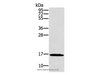 Western Blot analysis of HT-29 cell using SNCG Polyclonal Antibody at dilution of 1:800