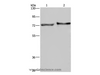 Western Blot analysis of Mouse skin tissue and HT-29 cell using TRIM29 Polyclonal Antibody at dilution of 1:450