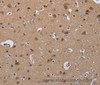 Immunohistochemistry of paraffin-embedded Human brain  using CDK5 Polyclonal Antibody at dilution of 1:30