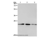 Western Blot analysis of A549, Hela and HT-29 cell using EMC8 Polyclonal Antibody at dilution of 1:600