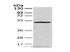 Western Blot analysis of 293T cell using CRTAM Polyclonal Antibody at dilution of 1:250