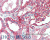 Immunohistochemistry of paraffin-embedded Kidney tissue using CD151 Polyclonal Antibody at dilution of 1:120(Elabscience® Product Detected by Lifespan).