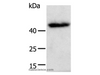Western Blot analysis of A549 cell using E2F2 Polyclonal Antibody at dilution of 1:600