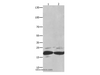 Western Blot analysis of Mouse spleen tissue and RAW264.7 cell using FADD Polyclonal Antibody at dilution of 1:550