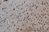 Immunohistochemistry of paraffin-embedded Mouse brain using GRP Polyclonal Antibody at dilution of 1:50