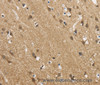 Immunohistochemistry of paraffin-embedded Human brain  using GAS7 Polyclonal Antibody at dilution of 1:50