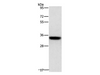 Western Blot analysis of PC3 cell using HOXB13 Polyclonal Antibody at dilution of 1:800