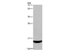 Western Blot analysis of Mouse kidney tissue using AIF1 Polyclonal Antibody at dilution of 1:500