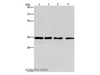 Western Blot analysis of 293T, hepG2, hela and A549 cell using INHBC Polyclonal Antibody at dilution of 1:550