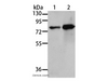 Western Blot analysis of 293T and A431 cell using MSN Polyclonal Antibody at dilution of 1:500