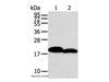 Western Blot analysis of Mouse heart and skin tissue using MYL2 Polyclonal Antibody at dilution of 1:400