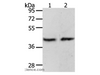 Western Blot analysis of MCF7 cell and Mouse brain tissue using PAX8 Polyclonal Antibody at dilution of 1:250