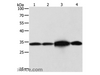 Western Blot analysis of Hela and Jurkat cell, Mouse brain tissue and 293T cell using NAPA Polyclonal Antibody at dilution of 1:500