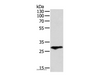 Western Blot analysis of Human fetal lung tissue using F3 Polyclonal Antibody at dilution of 1:400