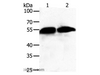 Western Blot analysis of Human fetal liver tissue and A549 cell using GC Polyclonal Antibody at dilution of 1:500
