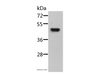 Western Blot analysis of Mouse pancreas tissue using STRADB Polyclonal Antibody at dilution of 1:500