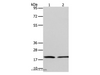 Western Blot analysis of Jurkat and RAW264.7 cell using ANAPC13 Polyclonal Antibody at dilution of 1:600