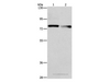 Western Blot analysis of A549 and 231 cell using NEK11 Polyclonal Antibody at dilution of 1:1000
