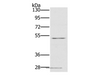 Western Blot analysis of HT-29 cell using HTR3C Polyclonal Antibody at dilution of 1:500