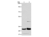 Western Blot analysis of Lovo and PC3 cell using MPG Polyclonal Antibody at dilution of 1:950