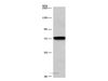 Western Blot analysis of NIH/3T3 cell using CD239 Polyclonal Antibody at dilution of 1:476