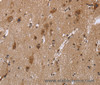 Immunohistochemistry of paraffin-embedded Human brain using c-Rel Polyclonal Antibody at dilution of 1:30