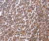 Immunohistochemistry of paraffin-embedded Human tonsil tissue using CRK Polyclonal Antibody at dilution 1:40