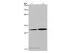 Western Blot analysis of HT-29 cell and Human placenta tissue using DNASE1L3 Polyclonal Antibody at dilution of 1:450