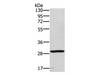 Western Blot analysis of 293T cell using EDA2R Polyclonal Antibody at dilution of 1:450