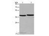 Western Blot analysis of MCF-7 and NIH/3T3 cell using FHL1 Polyclonal Antibody at dilution of 1:400