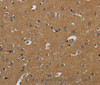 Immunohistochemistry of paraffin-embedded Human brain  using PAEP Polyclonal Antibody at dilution of 1:60