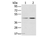 Western Blot analysis of Hela and K562 cell using hnRNP G Polyclonal Antibody at dilution of 1:800