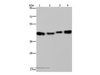 Western Blot analysis of HepG2, Raji, A431 and 231 cell using HSP40-4 Polyclonal Antibody at dilution of 1:800