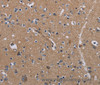 Immunohistochemistry of paraffin-embedded Human brain  tissue using PIDD1 Polyclonal Antibody at dilution 1:30