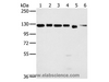 Western Blot analysis of 293T, K562, hela, 231, Jurkat and NIH/3T3 cell using MATR3 Polyclonal Antibody at dilution of 1:500