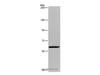 Western Blot analysis of Hela cell using MIER2 Polyclonal Antibody at dilution of 1:550