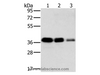 Western Blot analysis of A549, HT-29 and A172 cell using MTFR1 Polyclonal Antibody at dilution of 1:500