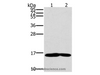 Western Blot analysis of Mouse heart and muscle tissue using MB Polyclonal Antibody at dilution of 1:600