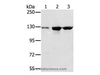Western Blot analysis of A549, K562 and hela cell using NAT10 Polyclonal Antibody at dilution of 1:200