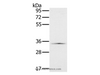 Western Blot analysis of Hela cell using NDUFA9 Polyclonal Antibody at dilution of 1:400