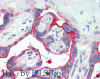 Immunohistochemistry of paraffin-embedded Human Placenta using NECTIN4 Polyclonal Antibody at dilution of 1:90(Elabscience® Product Detected by Lifespan).