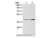 Western Blot analysis of Hela and lovo cell using PDGFRL Polyclonal Antibody at dilution of 1:400