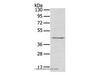 Western Blot analysis of Raji cell using RASSF7 Polyclonal Antibody at dilution of 1:800