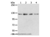 Western Blot analysis of Huvec, hepg2, 293T and A549 cell using RBM5 Polyclonal Antibody at dilution of 1:500