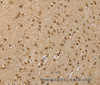 Immunohistochemistry of paraffin-embedded Human brain  using RNH1 Polyclonal Antibody at dilution of 1:40