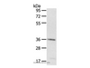 Western Blot analysis of A431 cell using PDLIM4 Polyclonal Antibody at dilution of 1:400